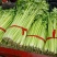 河南省新野县精品芹菜上市了