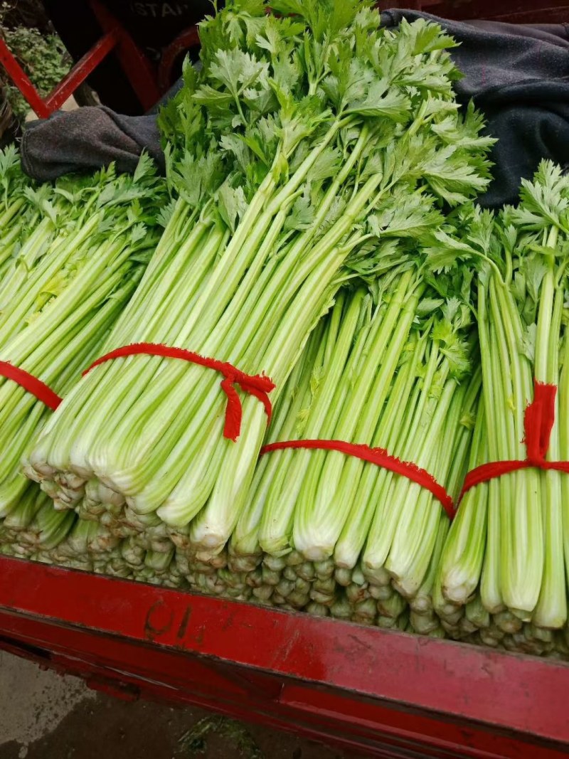 河南省新野县精品芹菜上市了