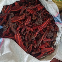 广西回春草草苁蓉，顶天柱