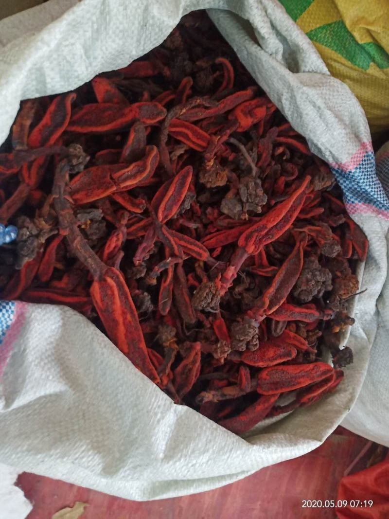 广西回春草草苁蓉，顶天柱