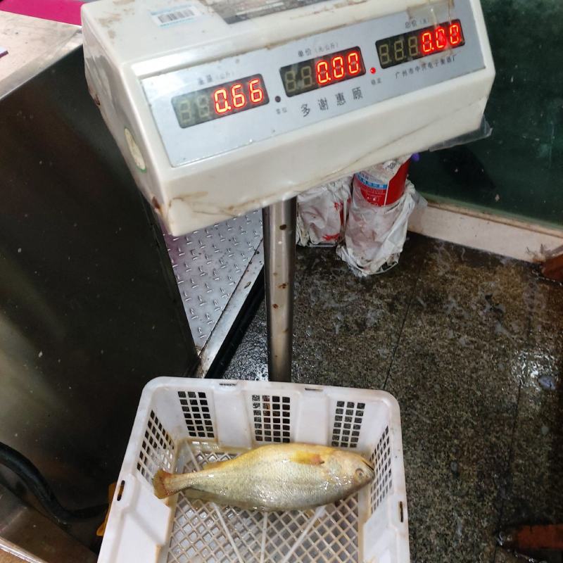 冰鲜黄花鱼（新鲜到货，肉质鲜美，可烧烤，排挡，餐馆