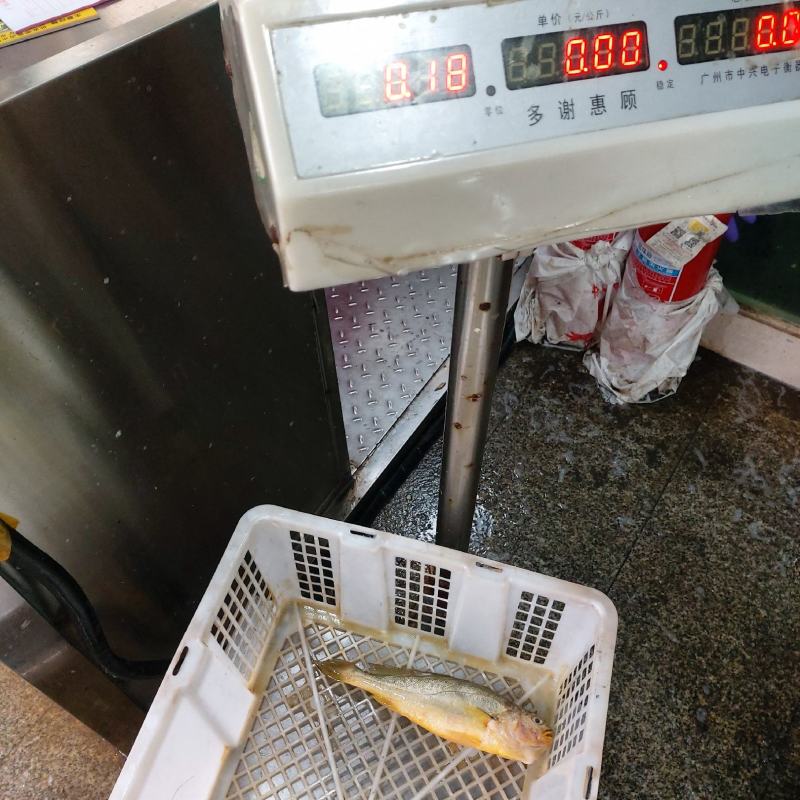 冰鲜黄花鱼（新鲜到货，肉质鲜美，可烧烤，排挡，餐馆