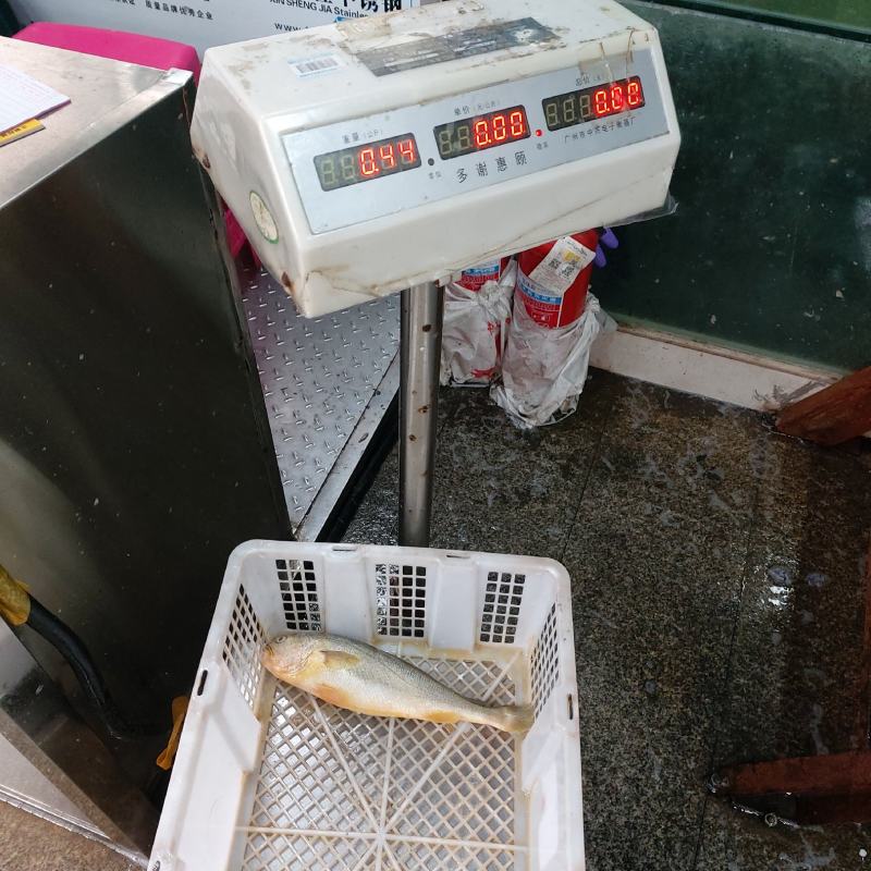 冰鲜黄花鱼（新鲜到货，肉质鲜美，可烧烤，排挡，餐馆
