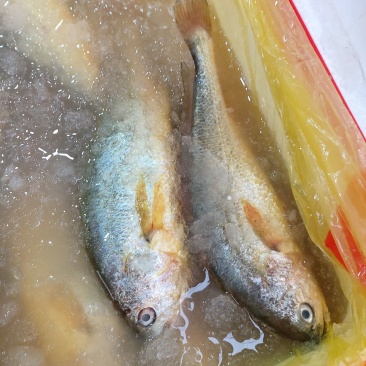 冰鲜黄花鱼（新鲜到货，肉质鲜美，可烧烤，排挡，餐馆