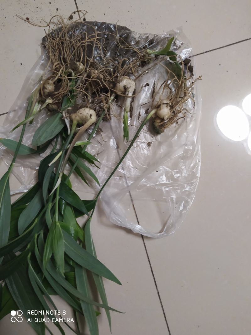 姜型多花不倒苗甜黄精苗子