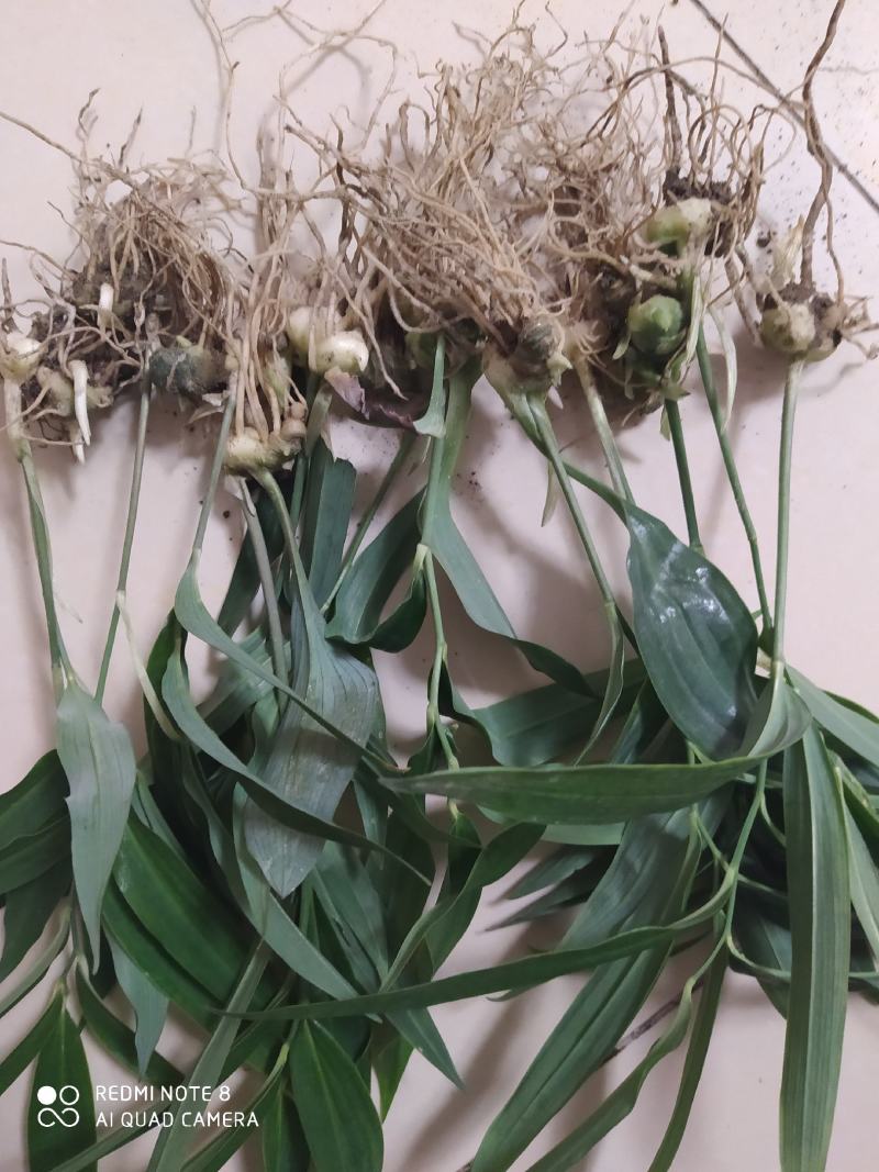 姜型多花不倒苗甜黄精苗子