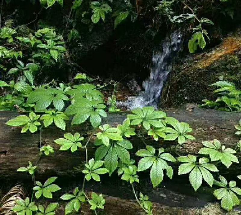 金秀大瑶山野生七叶绞股蓝，精选特级养生精品茶