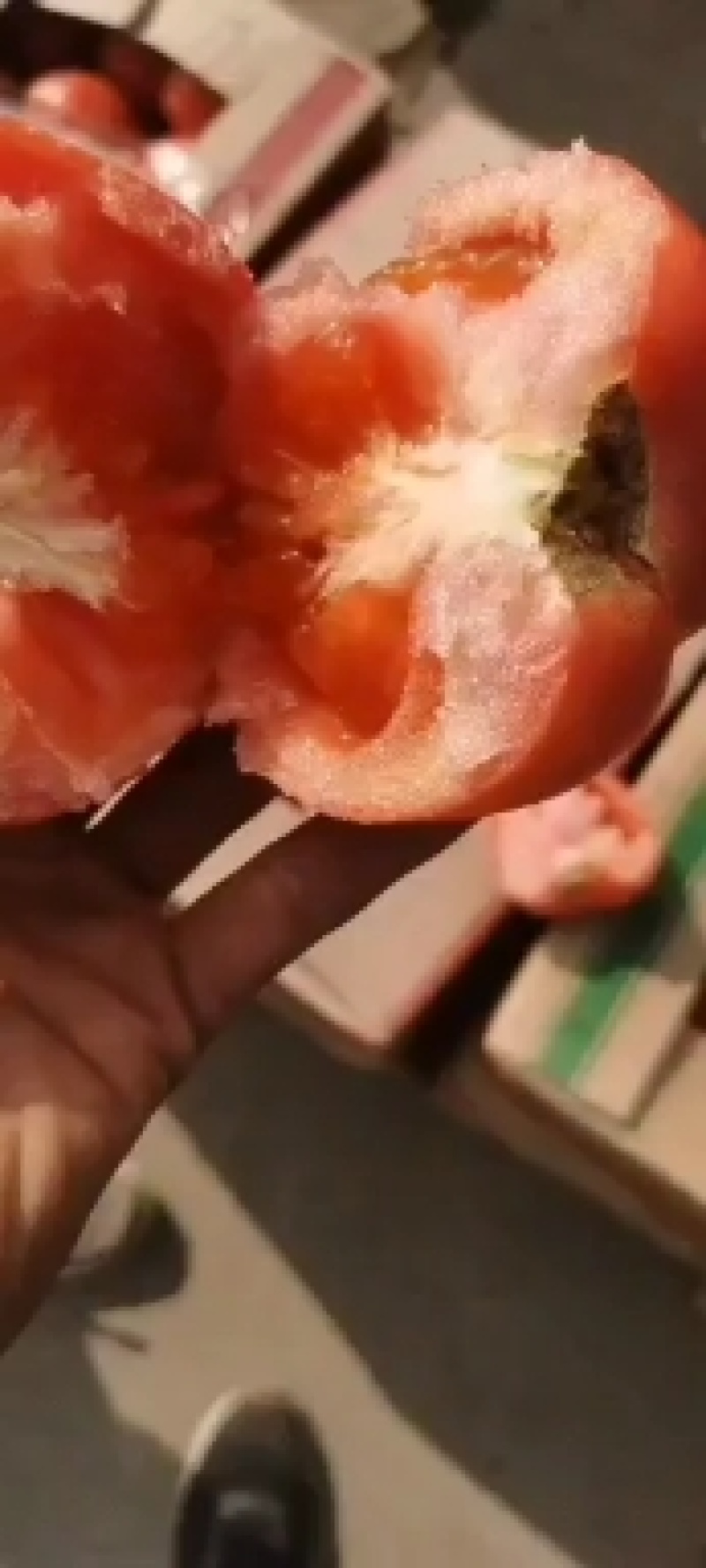 河北邯郸西红柿大量有货质量好货源充足常年供应各种商超