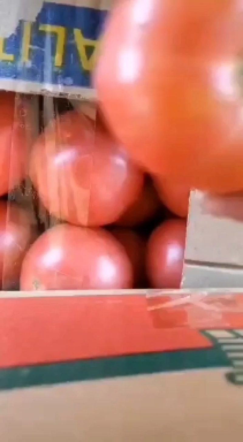 河北邯郸西红柿大量有货质量好货源充足常年供应各种商超