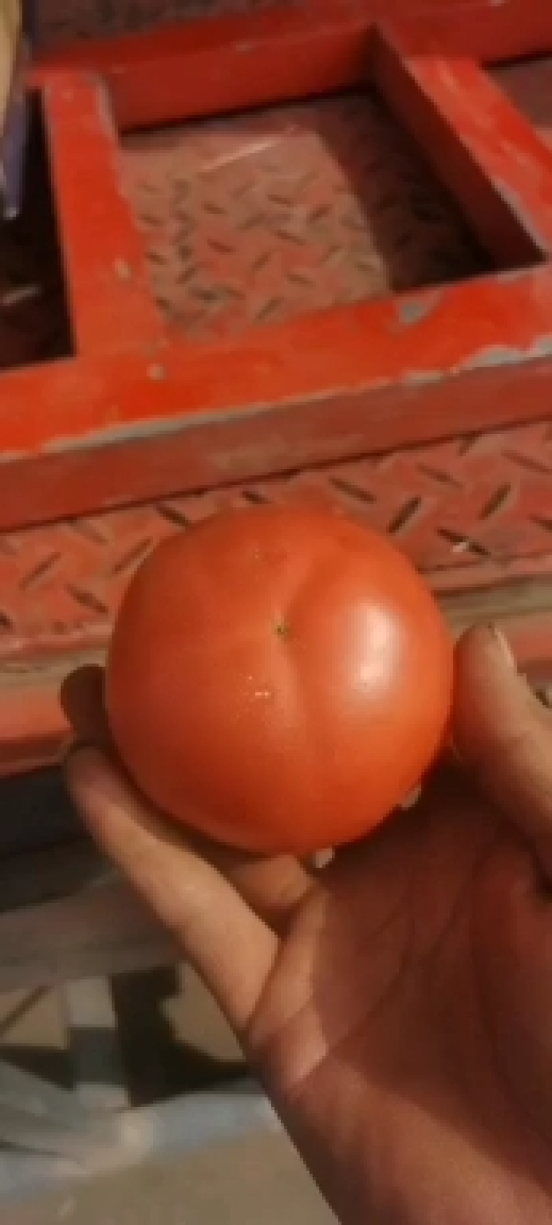 河北邯郸西红柿大量有货质量好货源充足常年供应各种商超