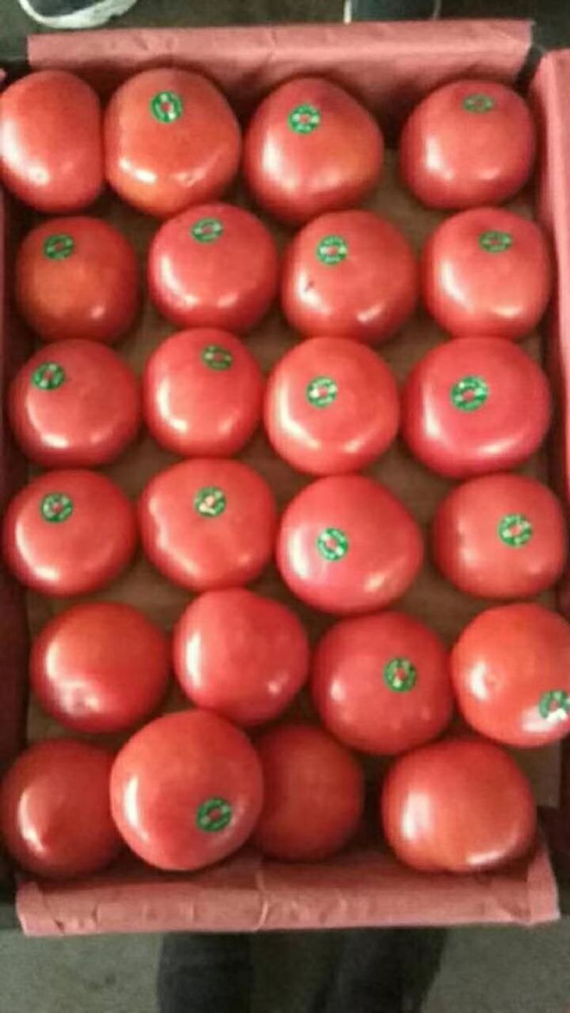 河北邯郸西红柿大量有货质量好货源充足常年供应各种商超