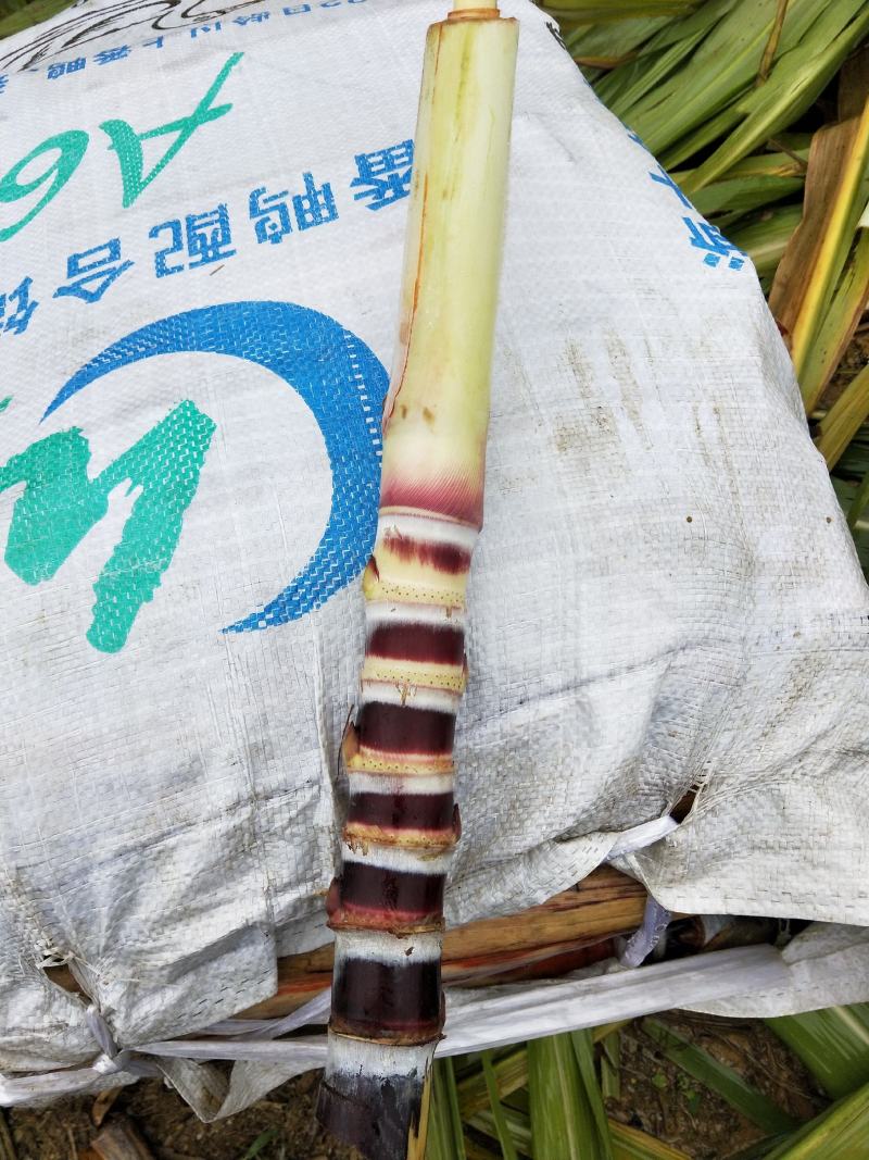 广西黑皮甘蔗种苗大灰种