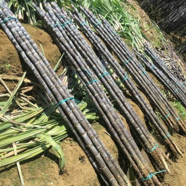 广西黑皮甘蔗，又脆又甜又泡