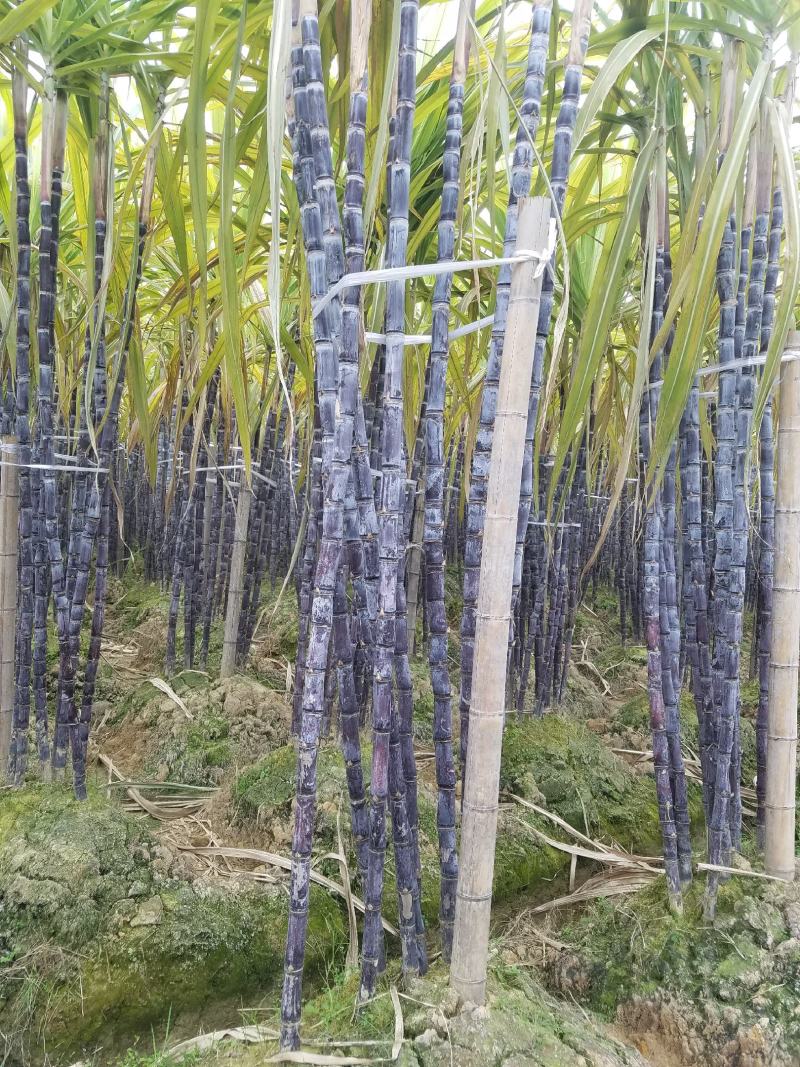广西黑皮甘蔗，又脆又甜又泡