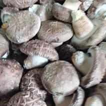 鲜香菇种植户自产自销