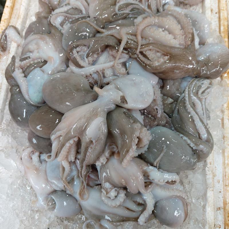 冰鲜八爪鱼（新鲜到货，重冰保存，保存方便）