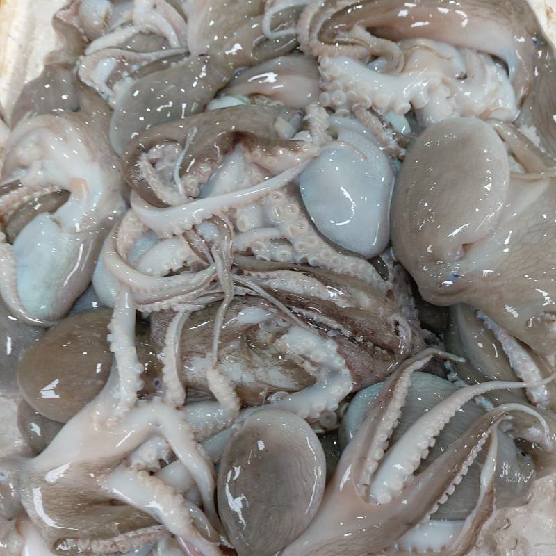 冰鲜八爪鱼（新鲜到货，重冰保存，保存方便）