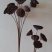 干莲蓬莲蓬干花禅意干花插花精品干莲蓬真花