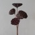干莲蓬莲蓬干花禅意干花插花精品干莲蓬真花