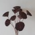干莲蓬莲蓬干花禅意干花插花精品干莲蓬真花