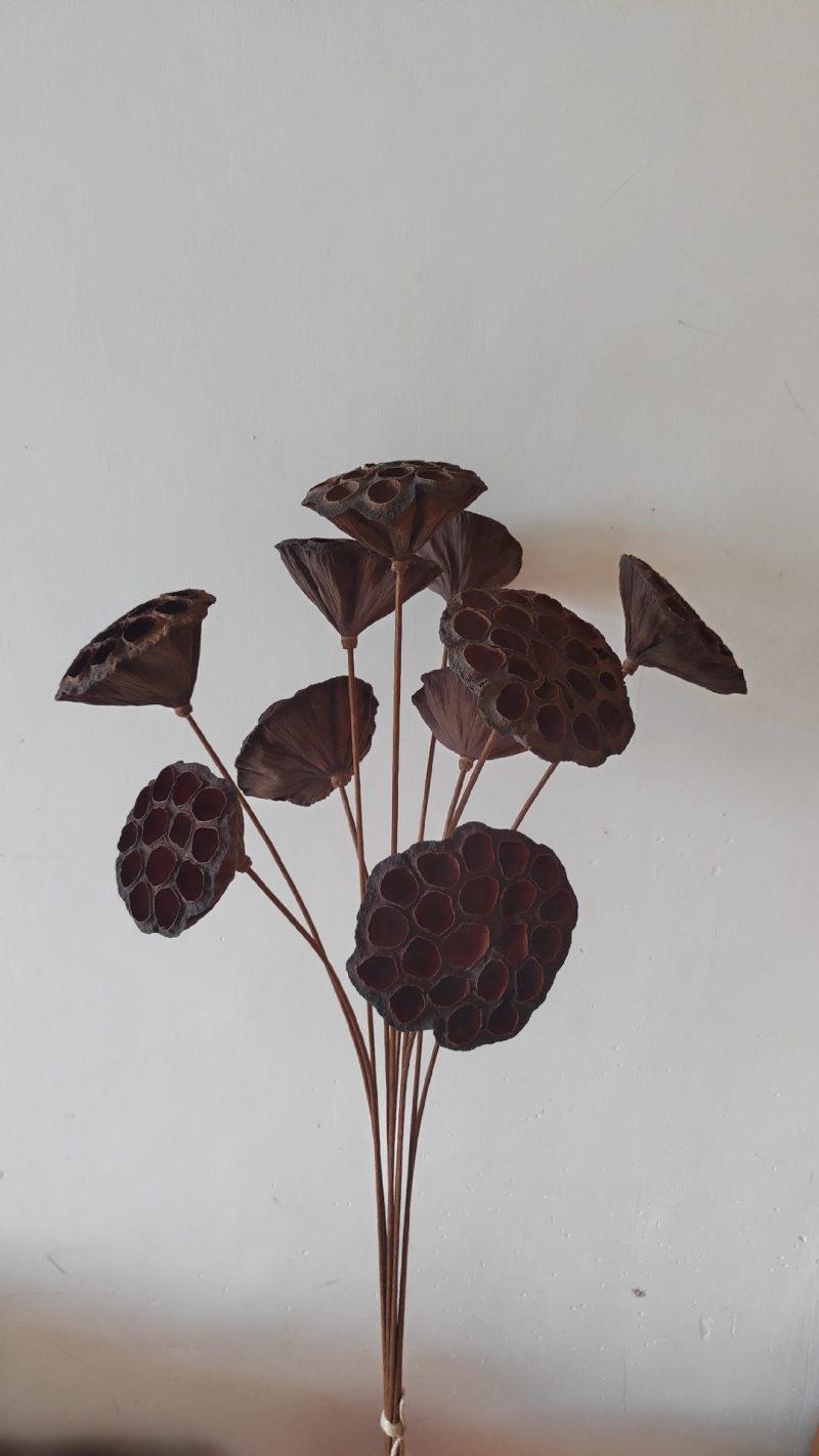 干莲蓬莲蓬干花禅意干花插花精品干莲蓬真花