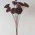 干莲蓬莲蓬干花禅意干花插花精品干莲蓬真花