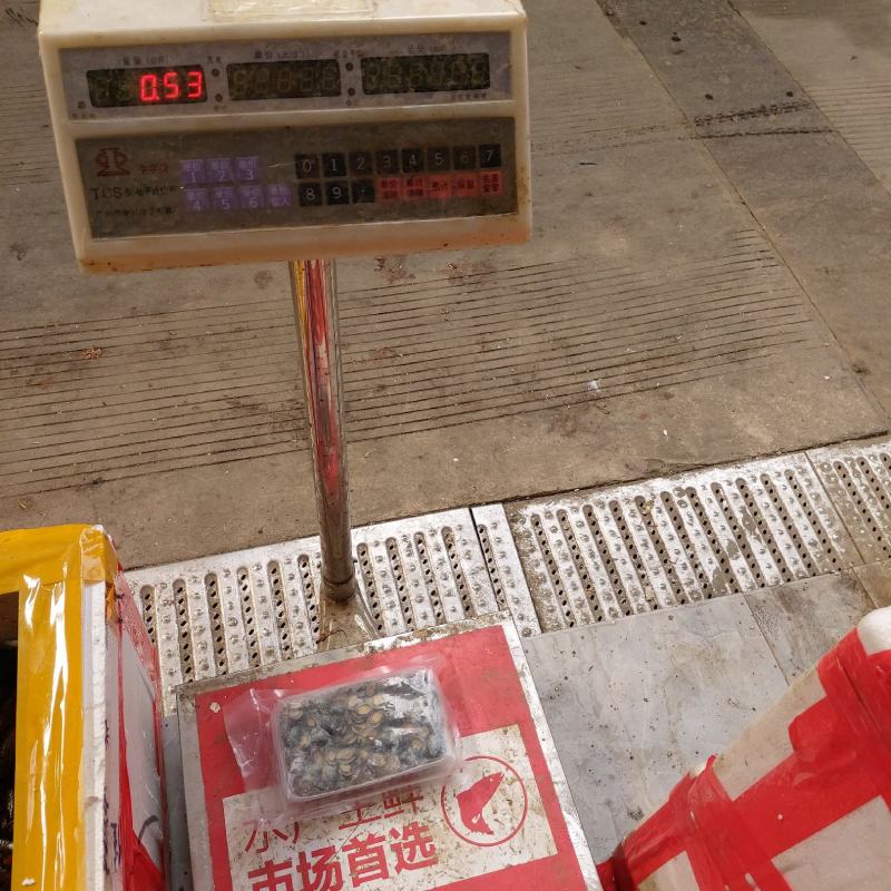 冰冻鲍鱼崽（300头，一袋1斤，适合自助餐，烧烤摊）