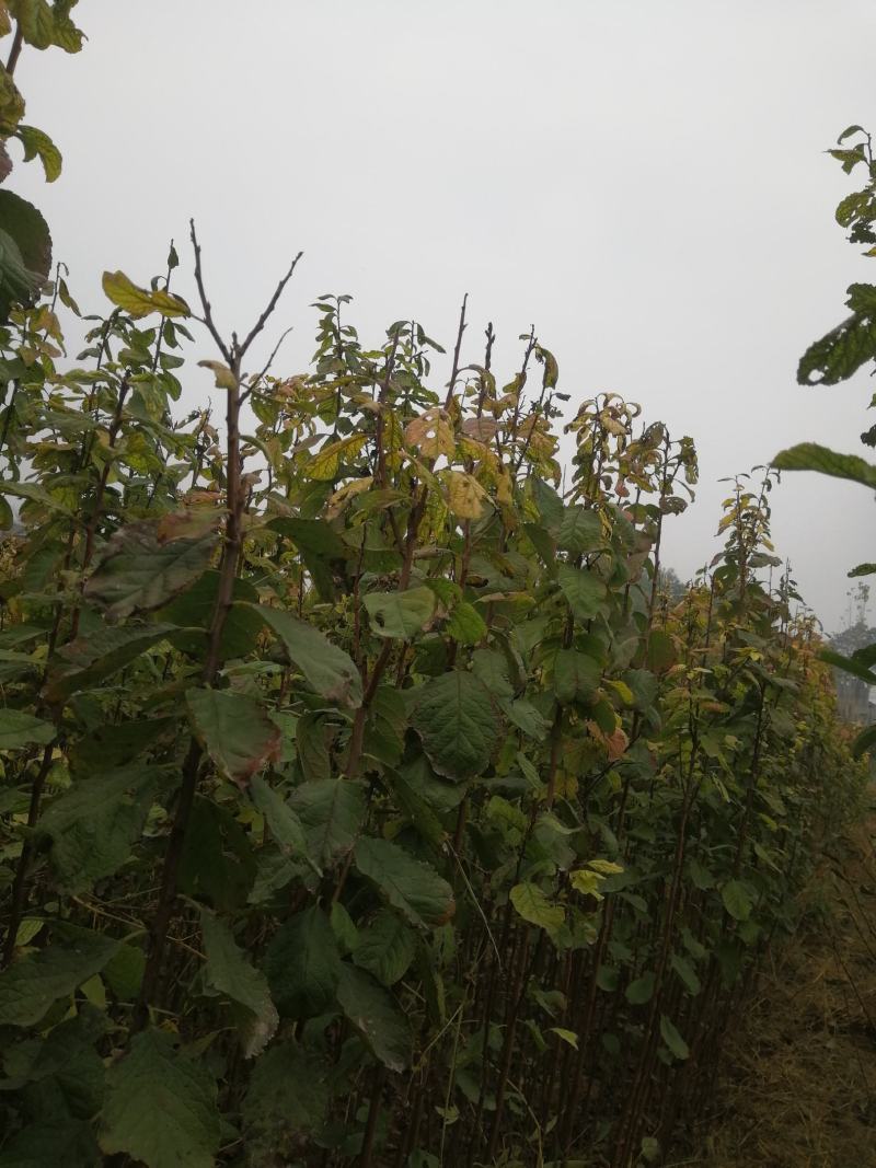 西梅树苗，法兰西西梅树苗