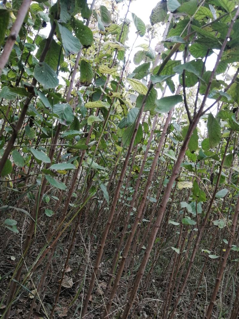 西梅树苗，法兰西西梅树苗