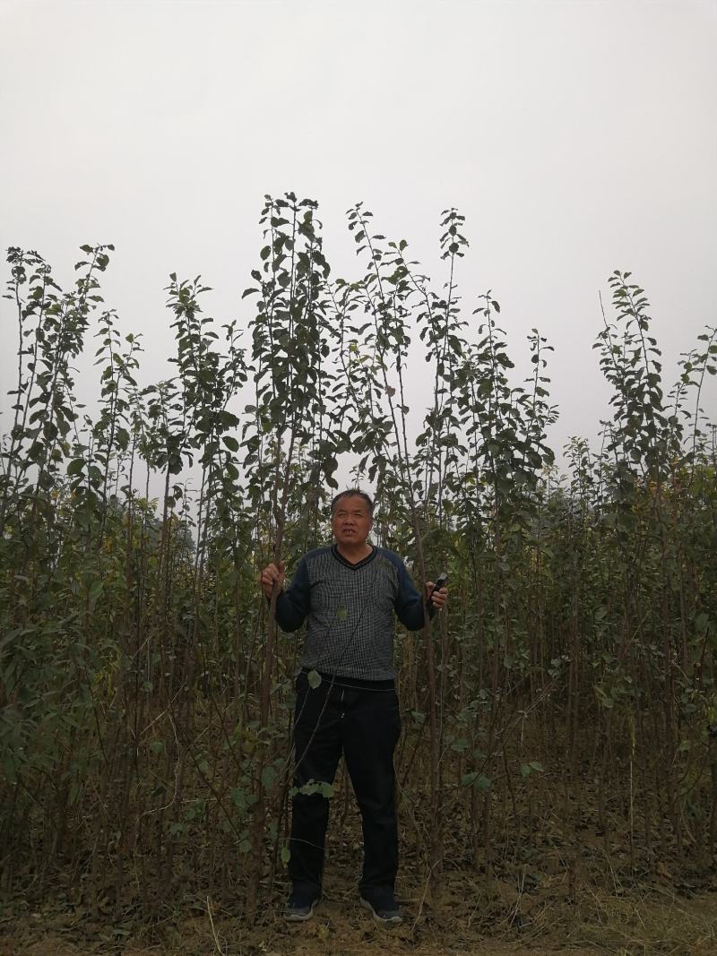 西梅树苗，法兰西西梅树苗