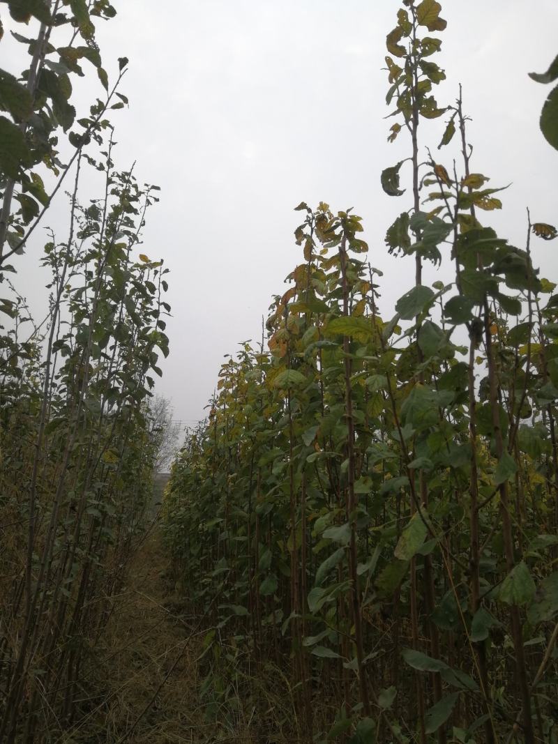 西梅树苗，法兰西西梅树苗