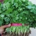 精品香菜优质香菜产地直发信誉第一大量上市