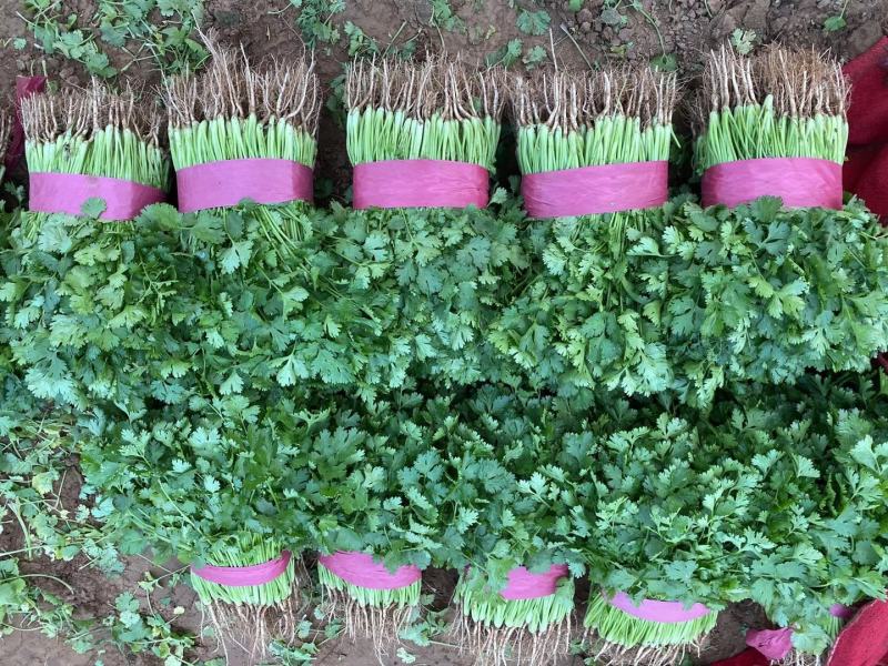 精品香菜优质香菜产地直发信誉第一大量上市