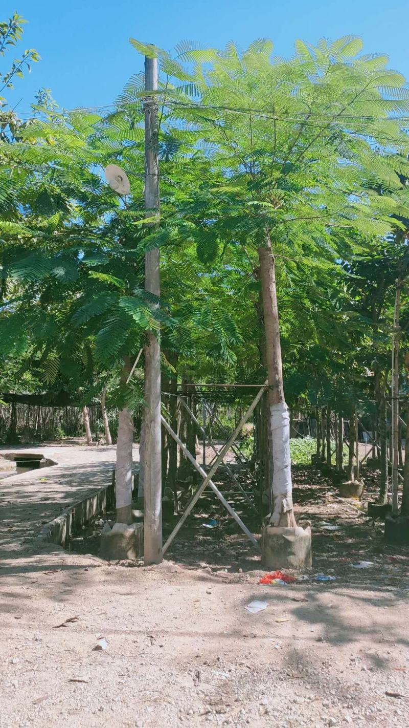 出售大量凤凰木15公分袋子苗，有需要的老板联系