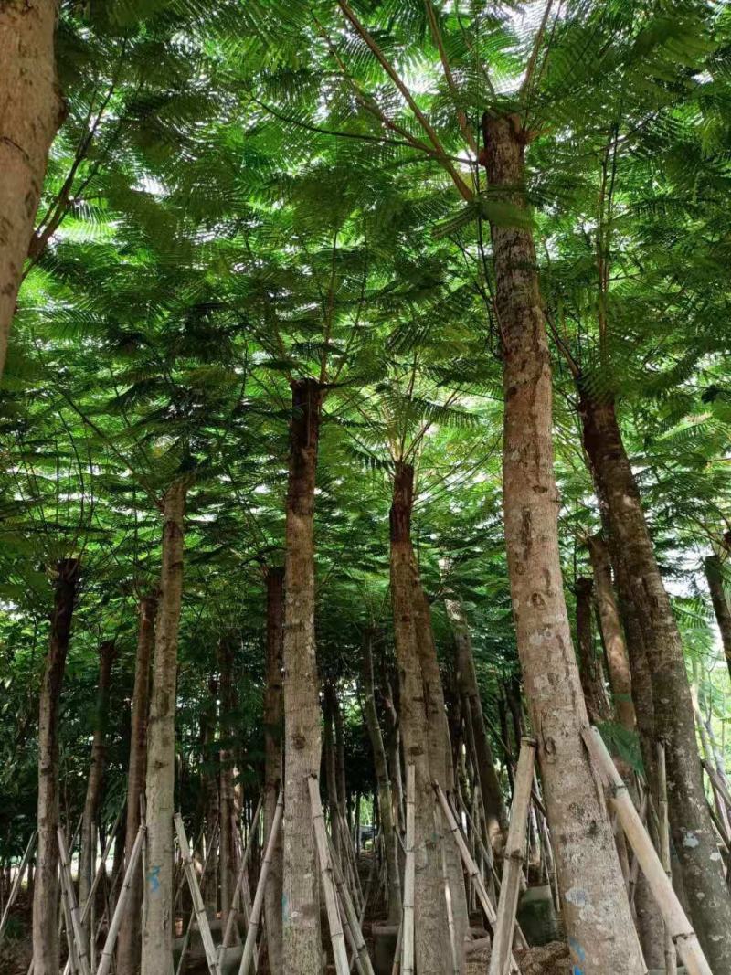 出售大量凤凰木15公分袋子苗，有需要的老板联系