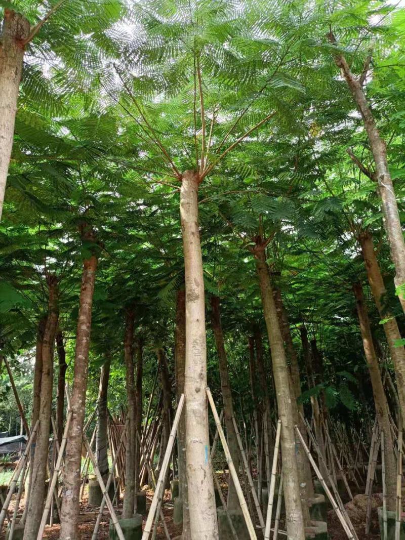 出售大量凤凰木15公分袋子苗，有需要的老板联系