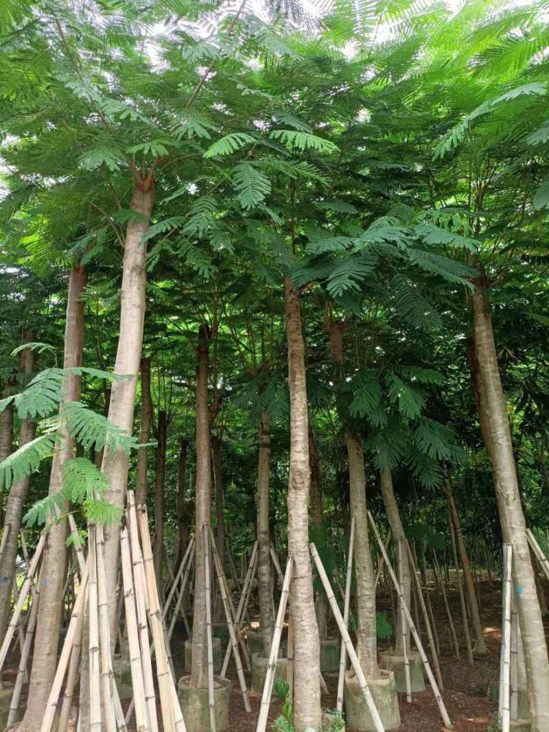 出售大量凤凰木15公分袋子苗，有需要的老板联系