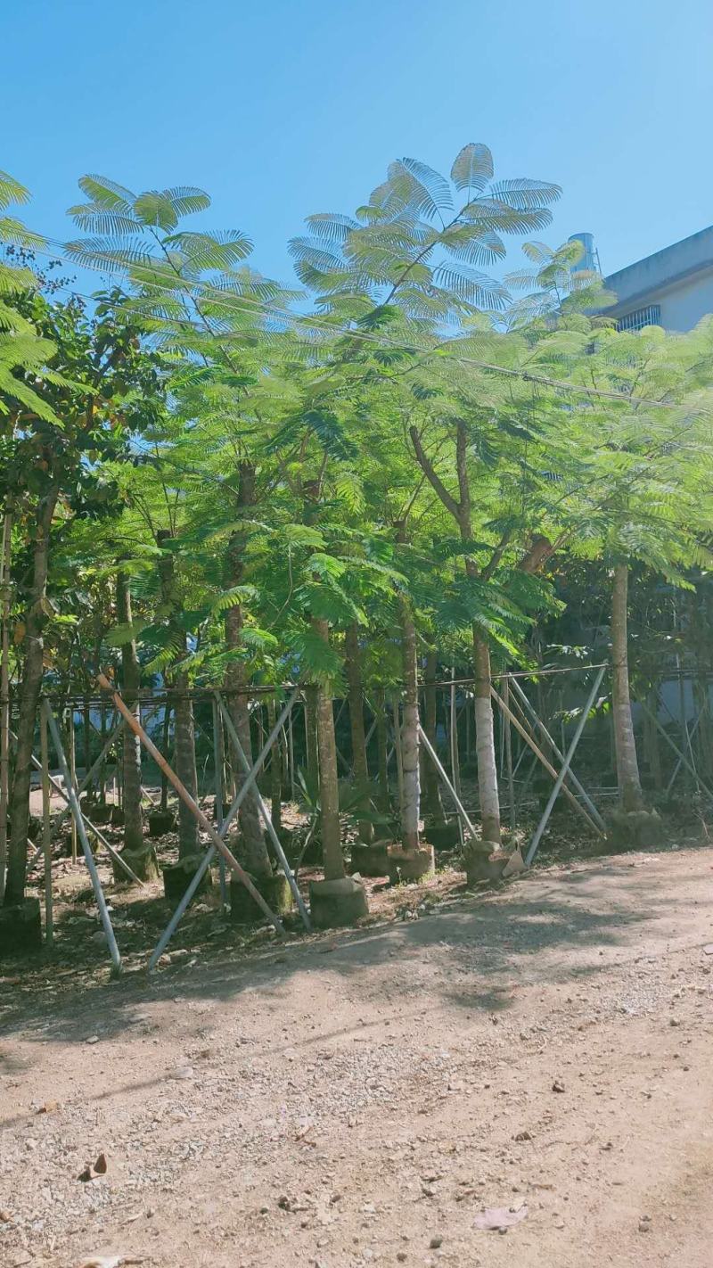 出售大量凤凰木15公分袋子苗，有需要的老板联系