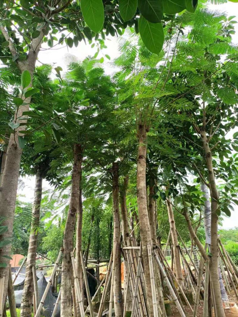 出售大量凤凰木15公分袋子苗，有需要的老板联系