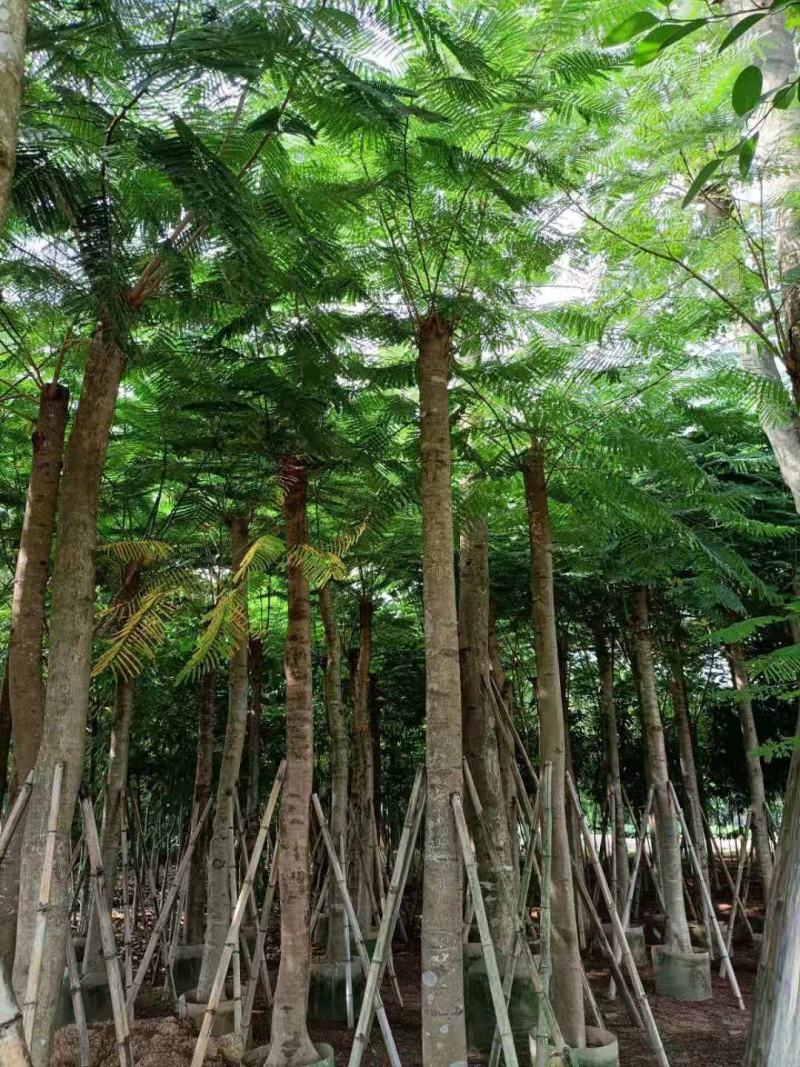 出售大量凤凰木15公分袋子苗，有需要的老板联系