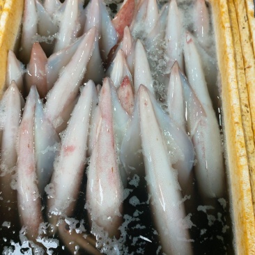冰鲜鱿鱼（货品新鲜，肉感，质感无差异，欢迎咨询订购）