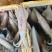 冰鲜鱿鱼（货品新鲜，肉感，质感无差异，欢迎咨询订购）