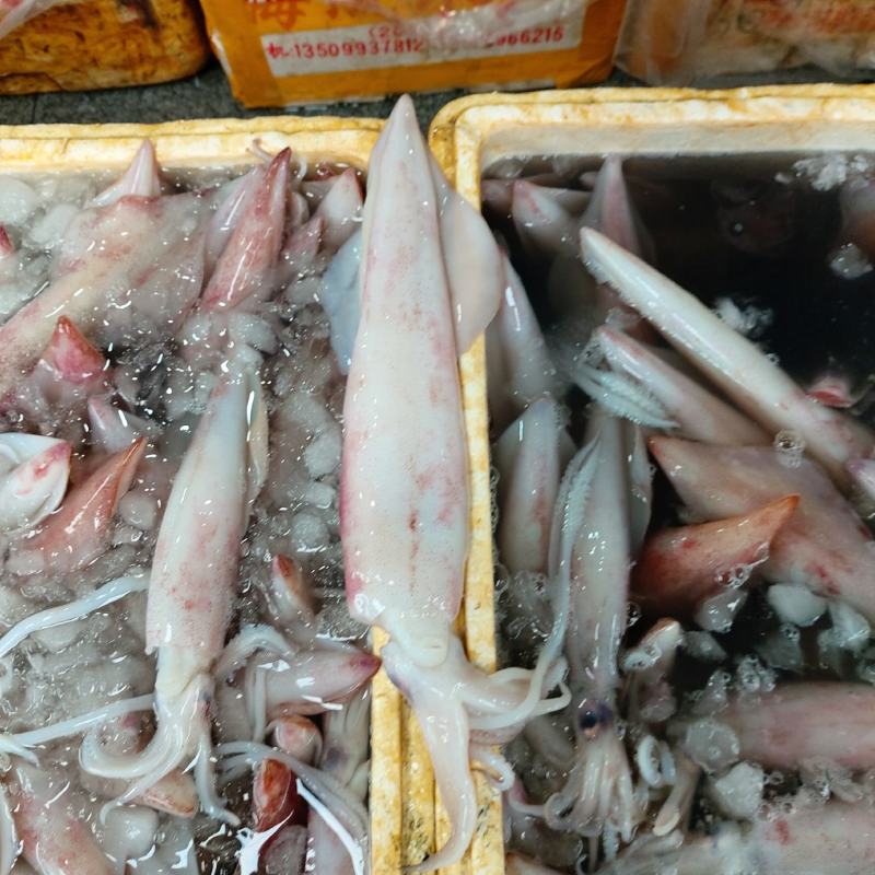 冰鲜鱿鱼（货品新鲜，肉感，质感无差异，欢迎咨询订购）
