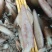 冰鲜鱿鱼（货品新鲜，肉感，质感无差异，欢迎咨询订购）
