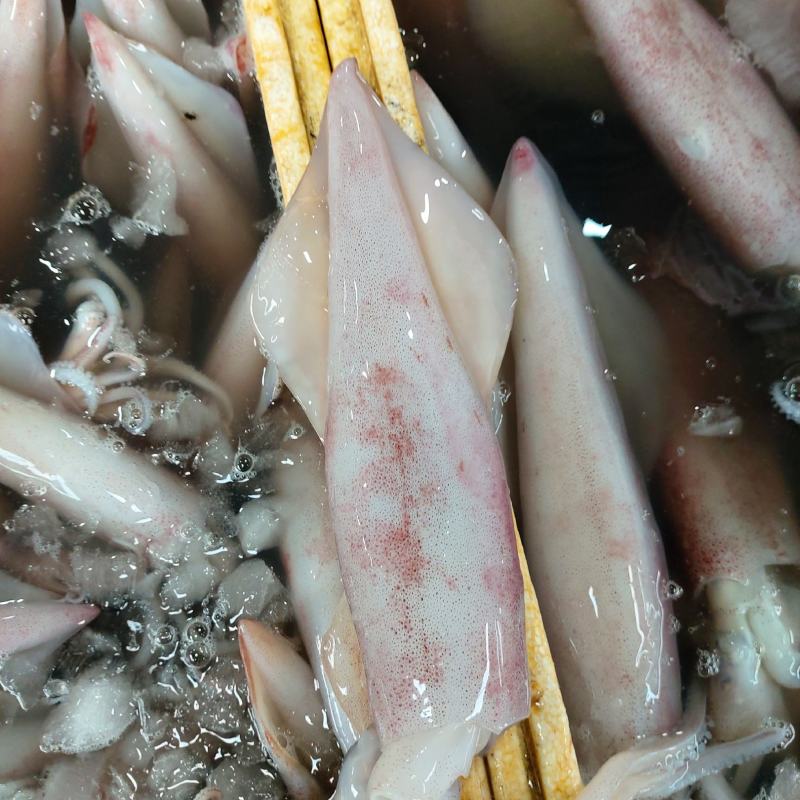 冰鲜鱿鱼（货品新鲜，肉感，质感无差异，欢迎咨询订购）