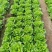 精品意大利生菜，现货量大，4两到7两，提供各种包装，欢迎