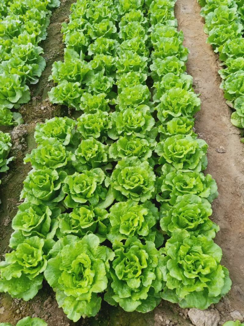 精品意大利生菜，现货量大，4两到7两，提供各种包装，欢迎