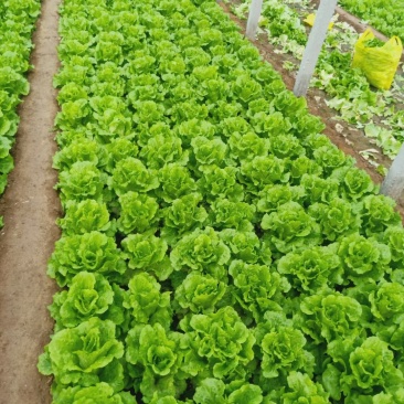 精品意大利生菜，现货量大，4两到7两，提供各种包装，欢迎