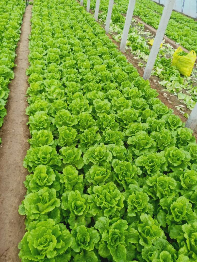 精品意大利生菜，现货量大，4两到7两，提供各种包装，欢迎