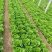 精品意大利生菜，现货量大，4两到7两，提供各种包装，欢迎